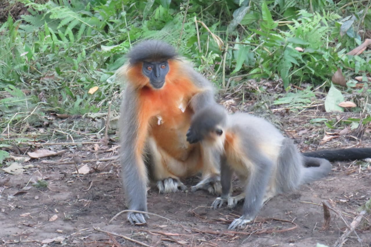 Capped Langur