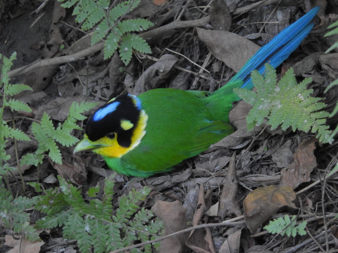 Bird