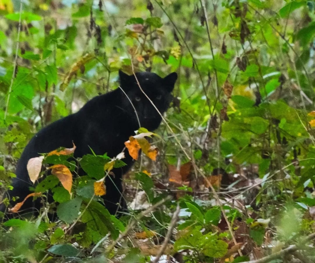 Black Leopard