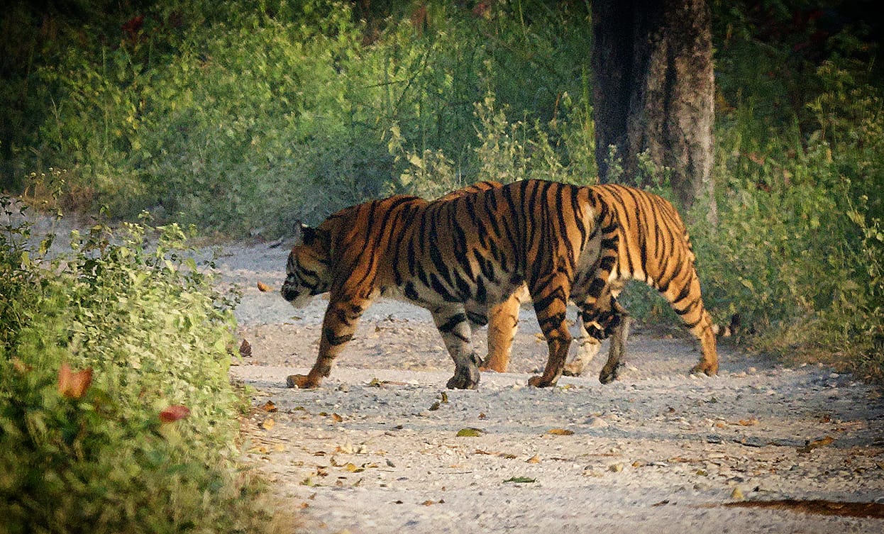 Buxa Tiger Reserve
