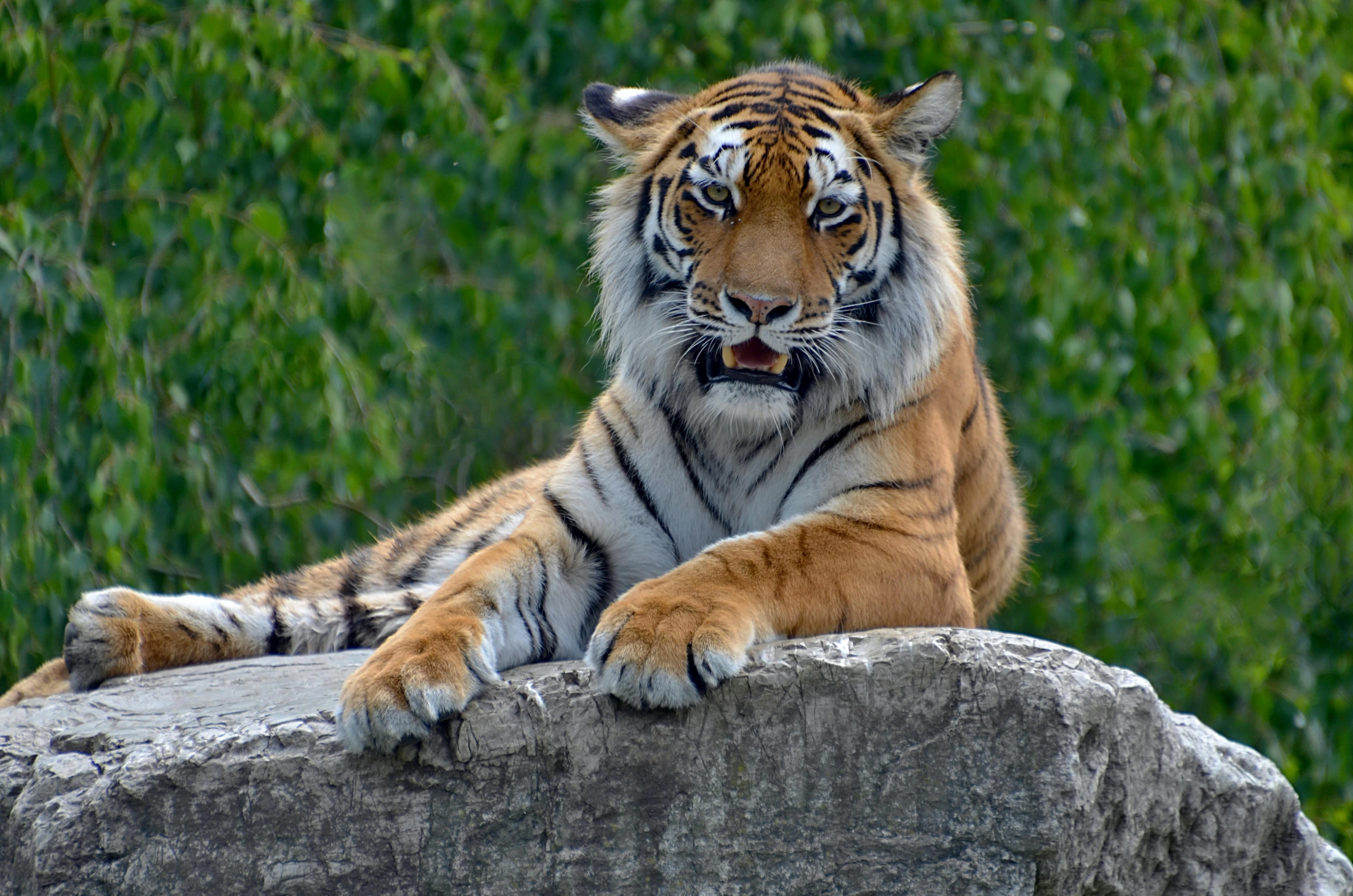 Bengal Tiger